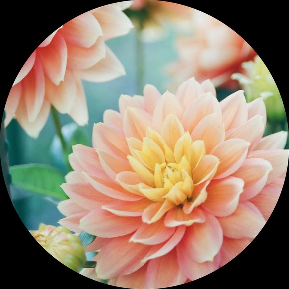 poshdahlia34
